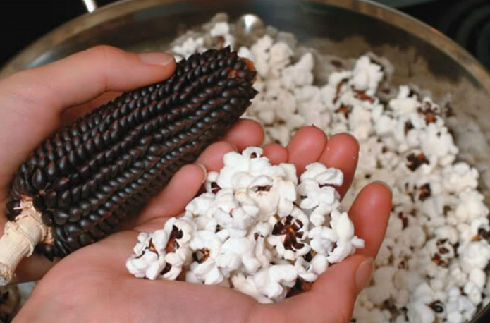 Maïs popcorn noir (500g)